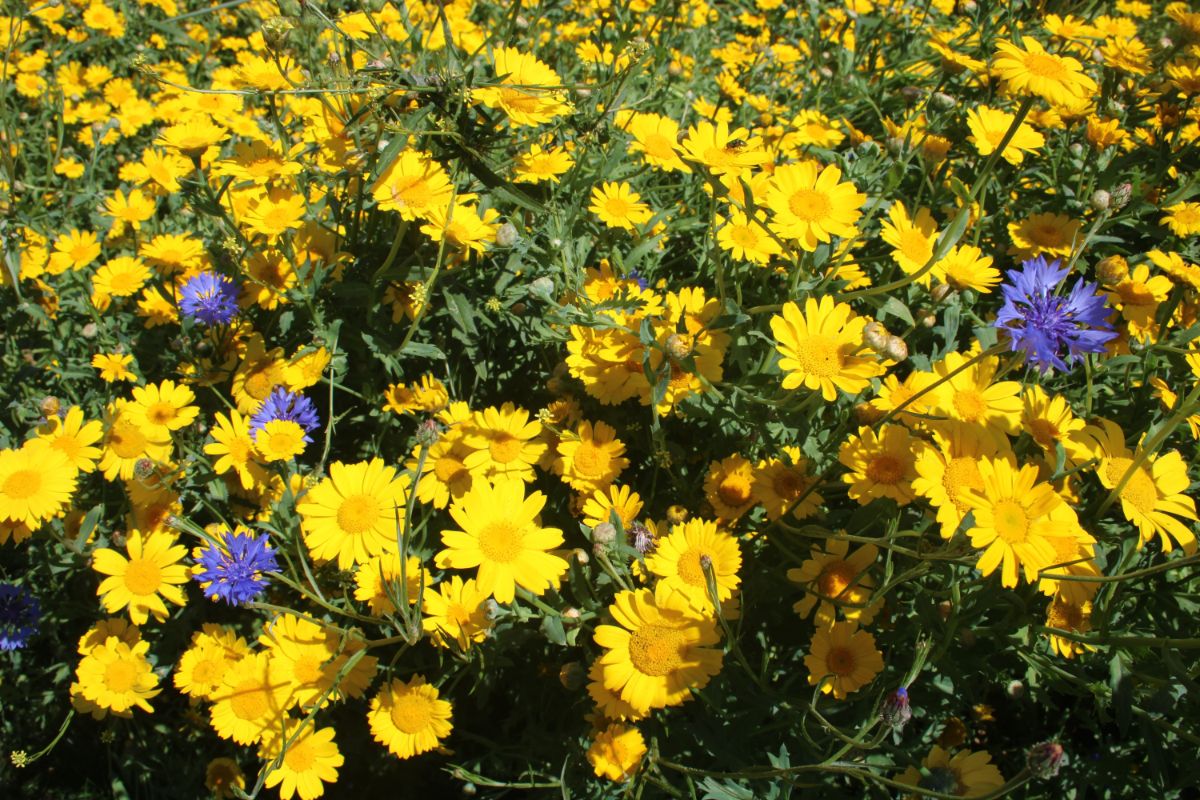 A bunch of flowering Helianthuses.