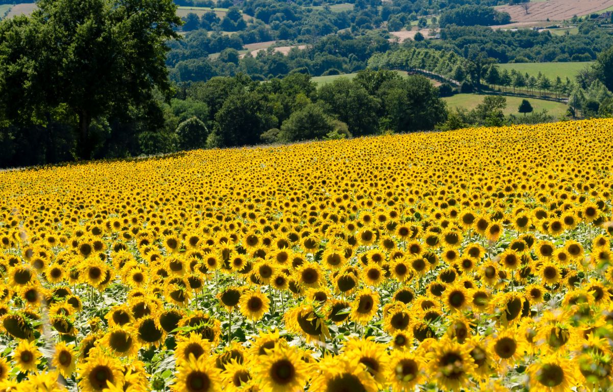 A field of blooming sunflowers.