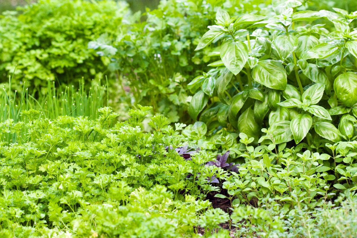 Different varieties of herbs growing in a garden.