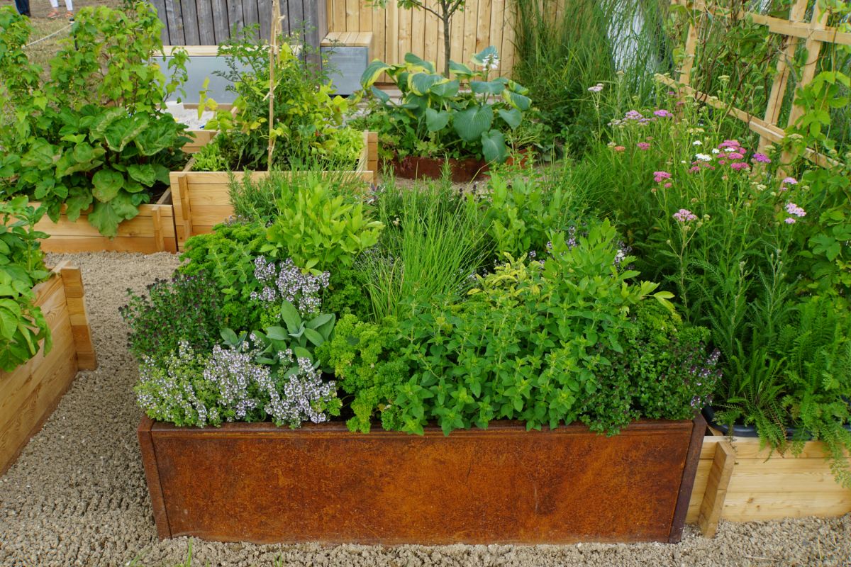 Bunch of different varieties of herbs in a garden bed.