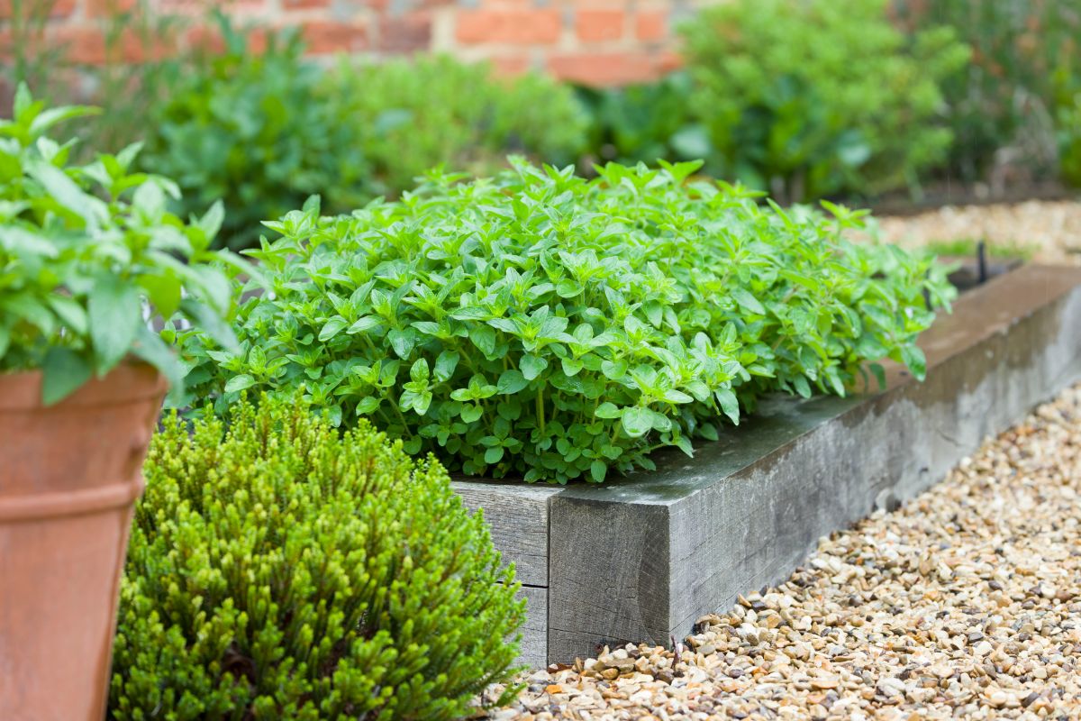 Bunch of different varieties of herbs growing in a garden.