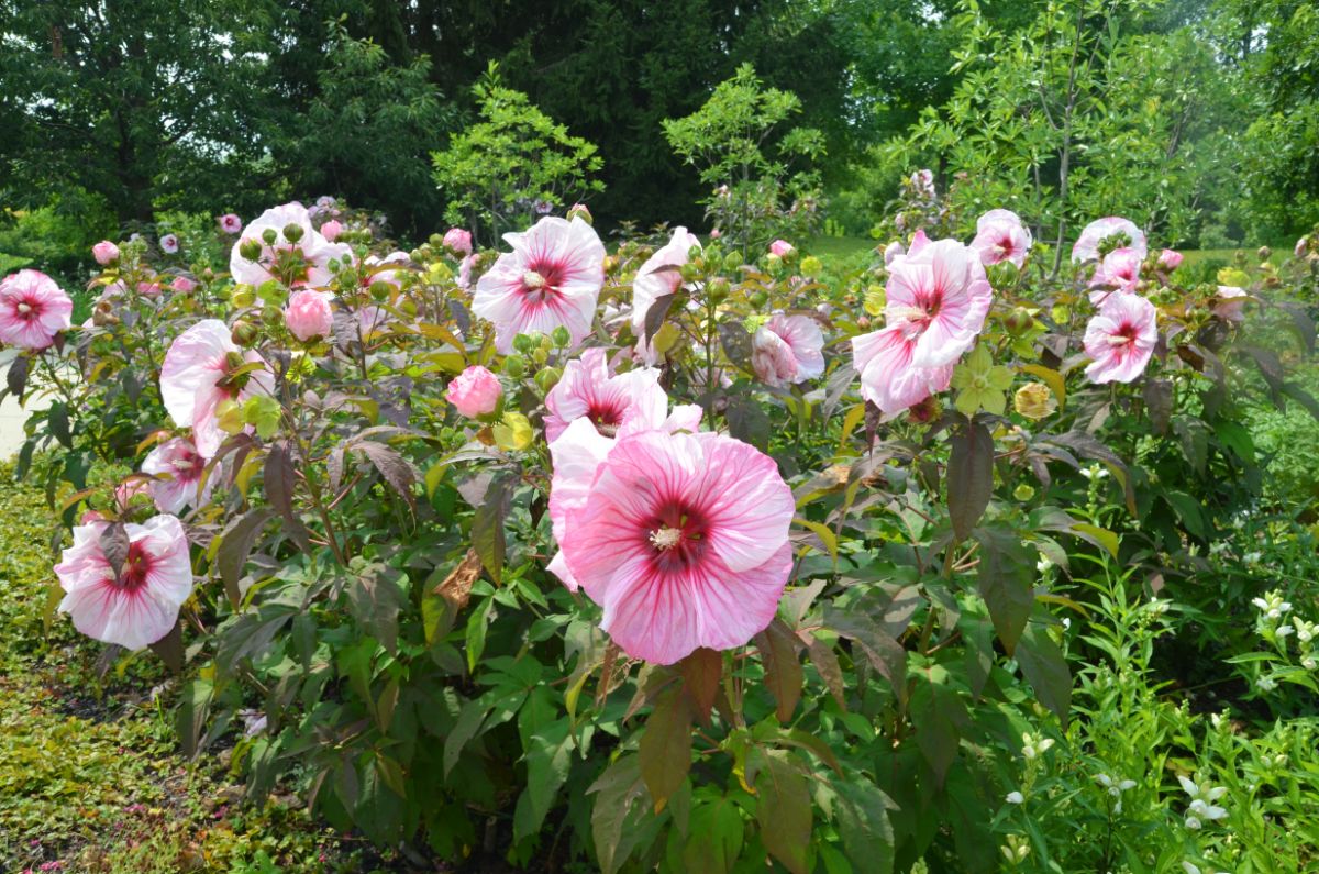 Blooming pink hibiscus variety in a garden.