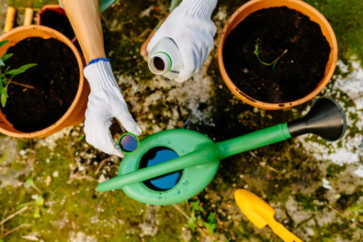 Hands with gloves pouring a liquid fertilizer into a watering can.