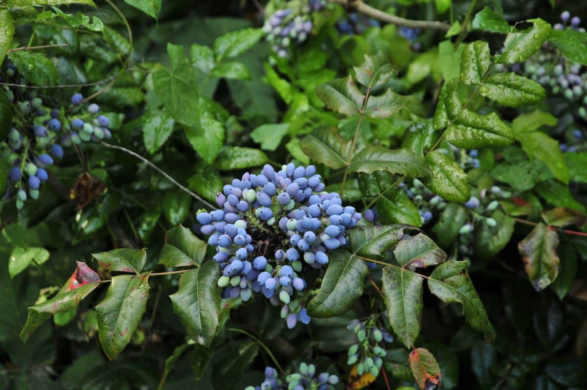 An Oregon Grape shrub with ripe berries.