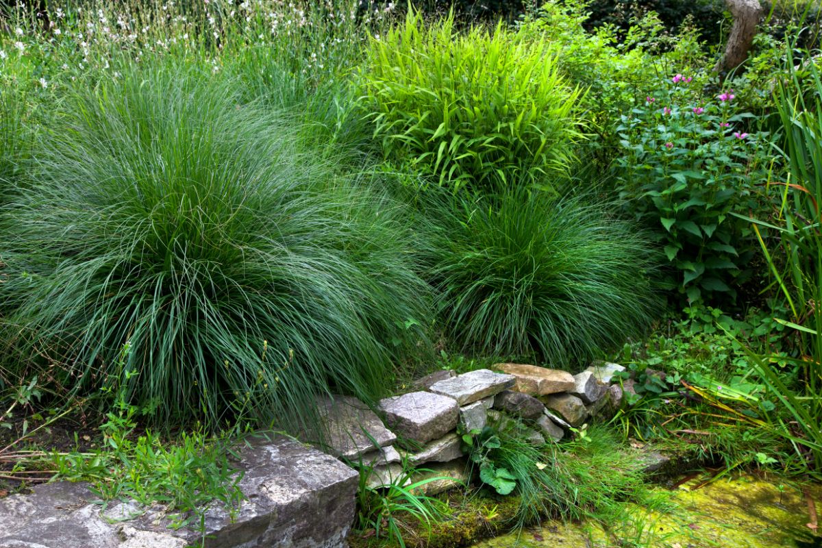 A bunch of different varieties of ornamental grasses in a backyard garden.