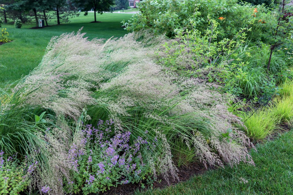 A blooming ornamental grass with other plants in a backyard garden.