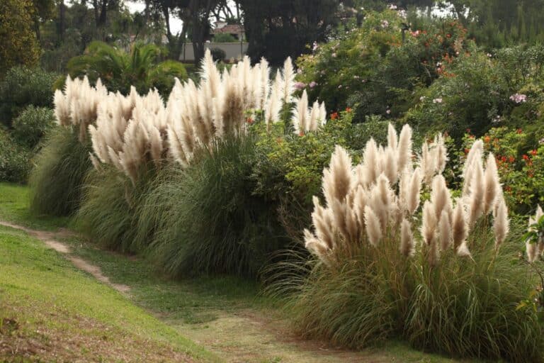 Top 25 Perennial Ornamental Grass Varieties and Growing Tips