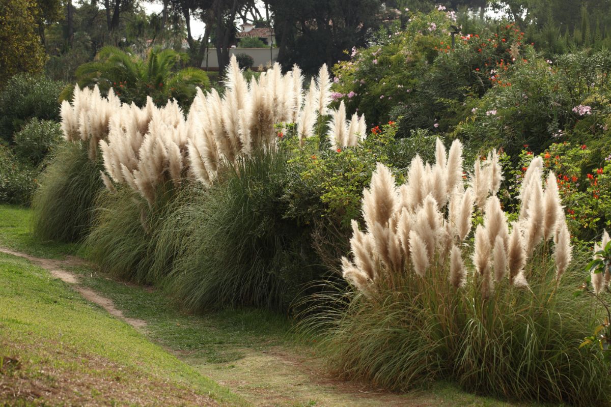 Big and tall blooming ornamental grasses growing in the backyard garden.