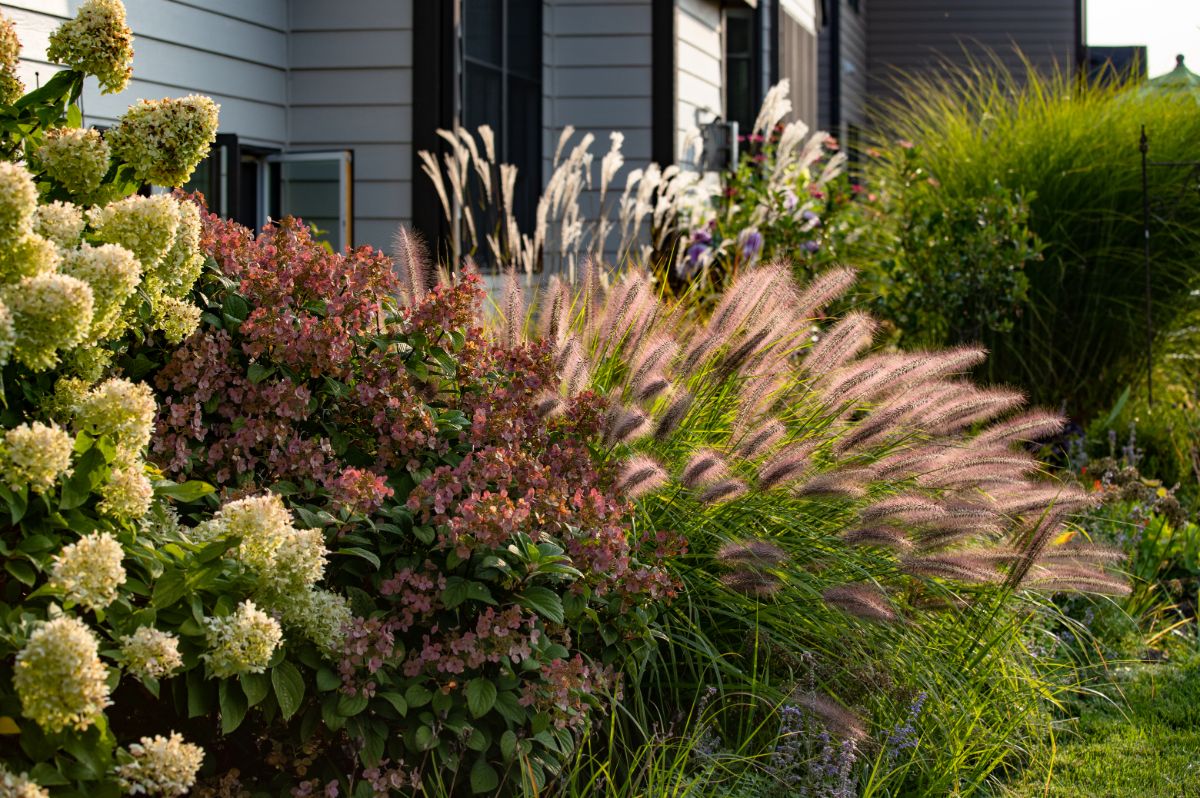 Tall ornamental grasses grows in a backyard garden on a sunny day.