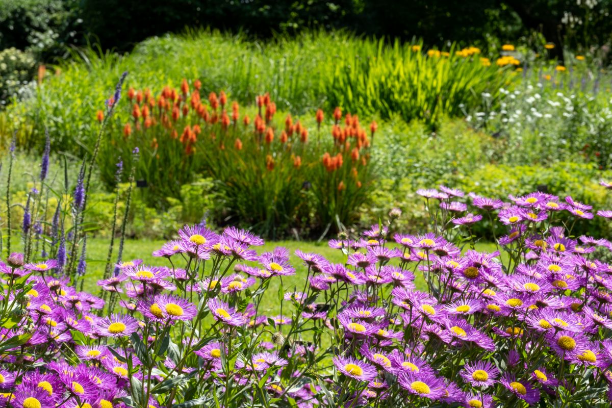 A backyard garden with blooming perennials.