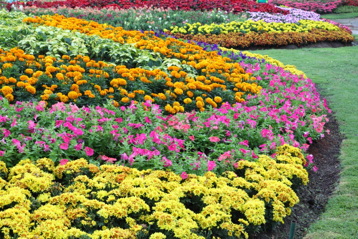 Different varieties of beautiful blooming flowers in a garden.