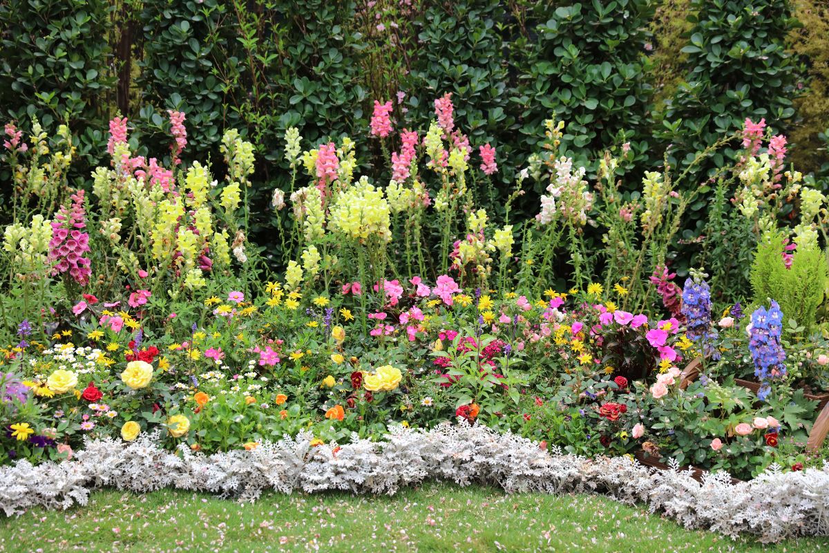 A beautiful backyard garden with flowering plants.