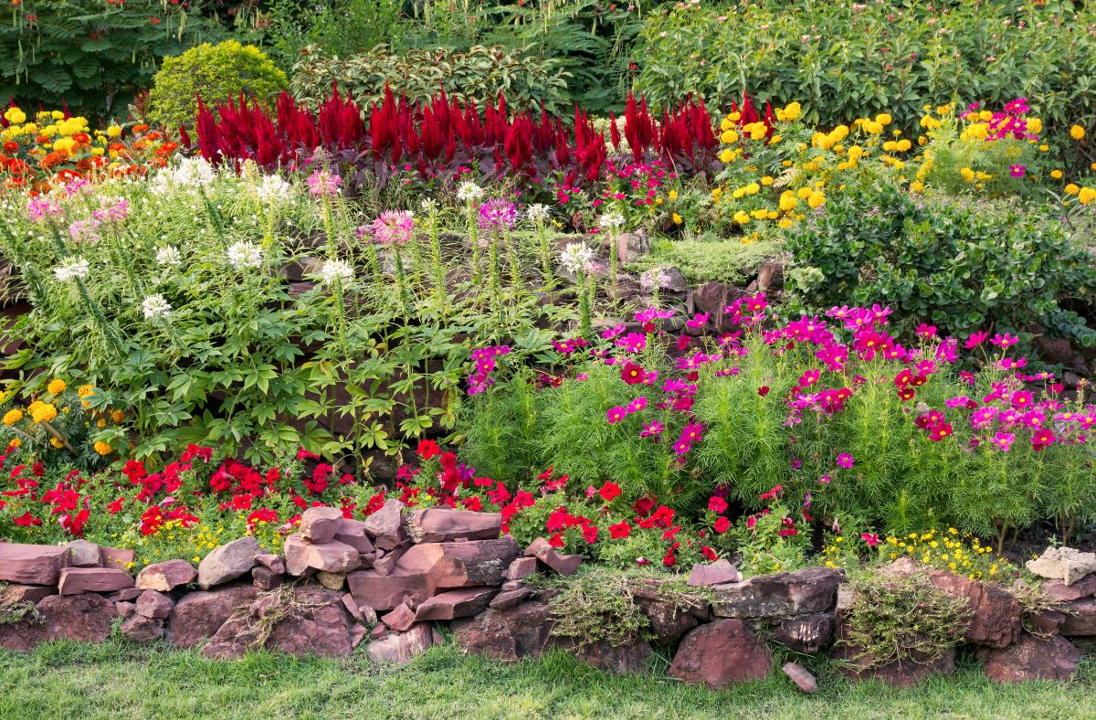 A beautiful backyard garden with flowering plants.