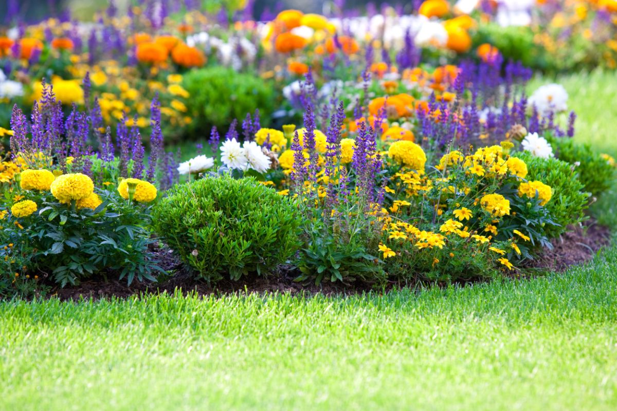 Beautiful blooming flowers in a garden bed.