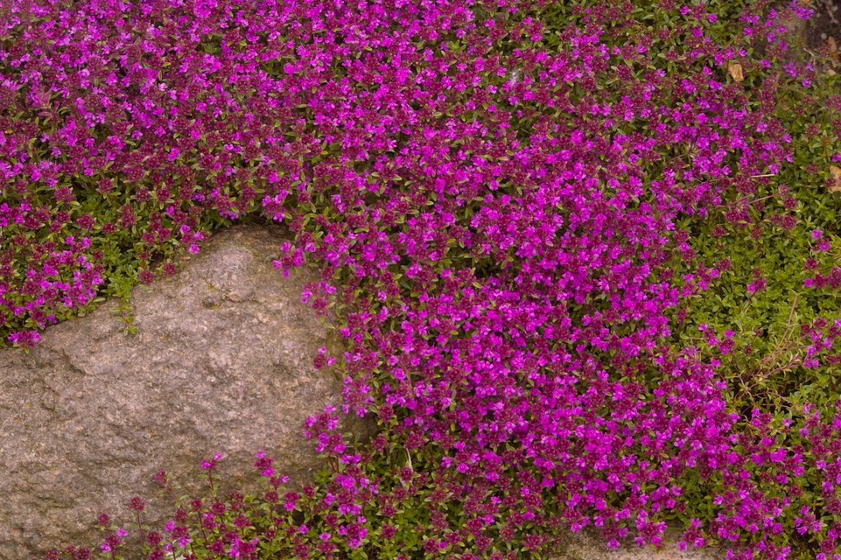 A beautiful blooming pink phlox.