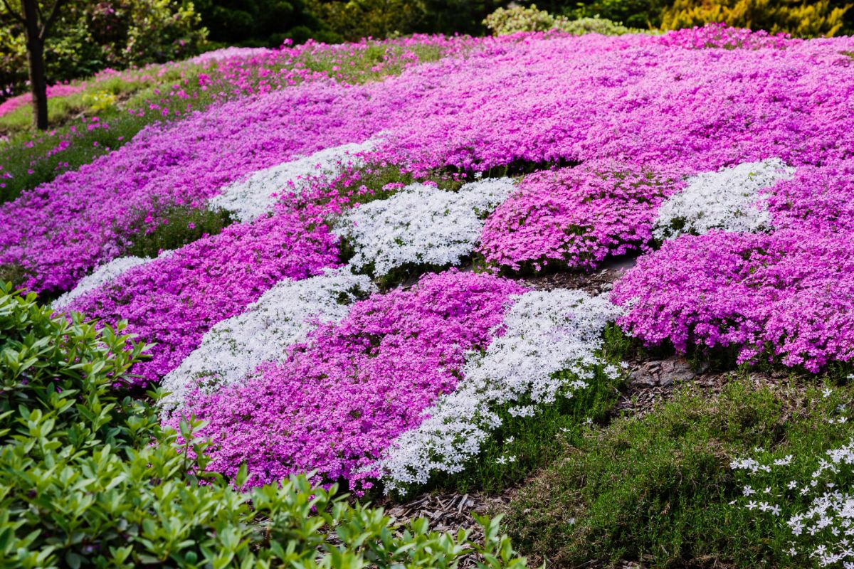 Beautiful blooming ground covers in a garden.