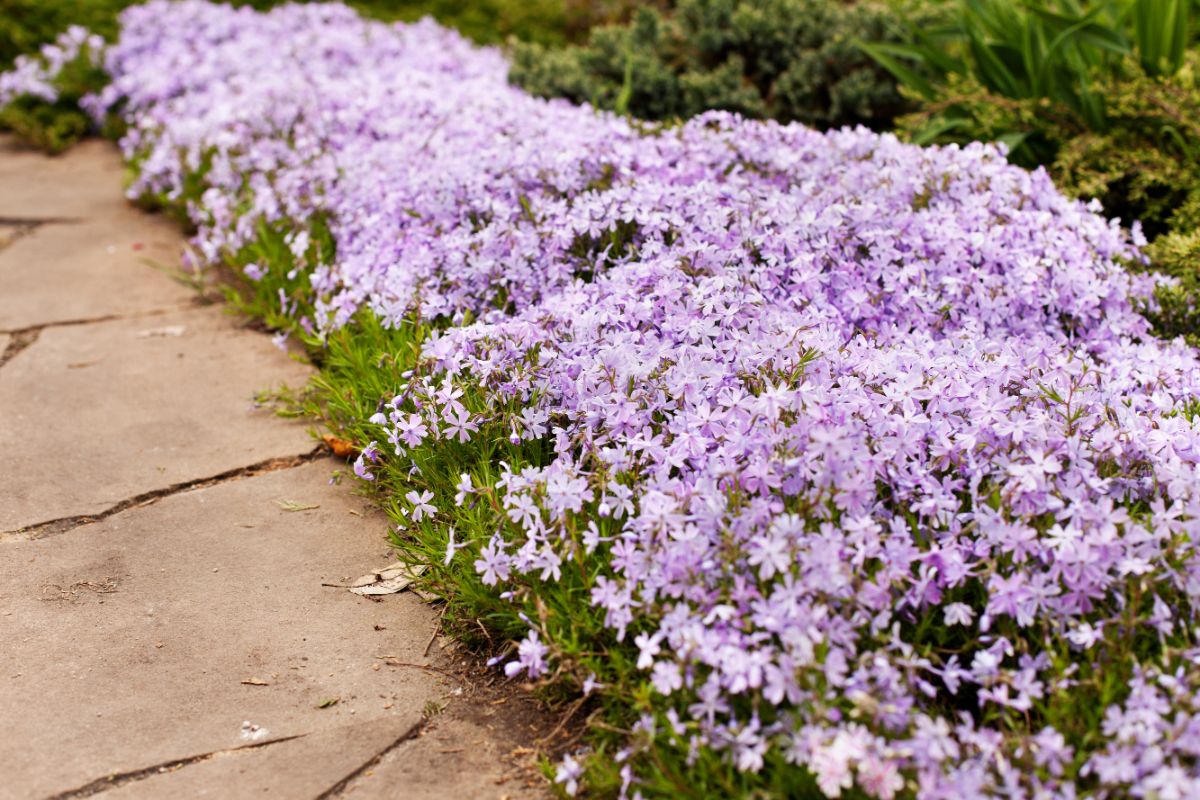 A beautiful pink blooming ground cover on an edge of the pavement.