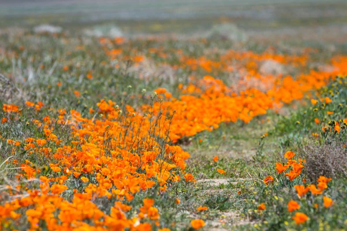 Orange blooming ground cover on a meadow.