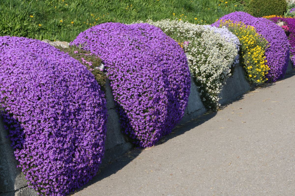 A bunch of beautiful blooming ground covers hanging on the edge of the garden.