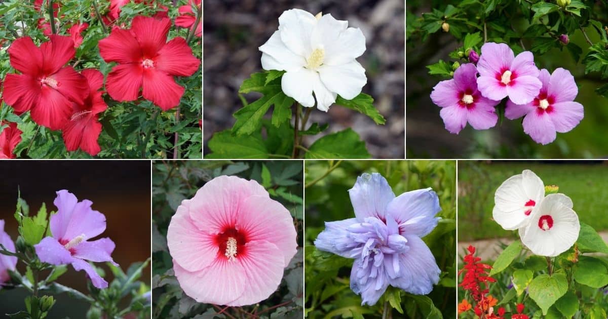 7 images of beautiful blooming hibiscus flowers.