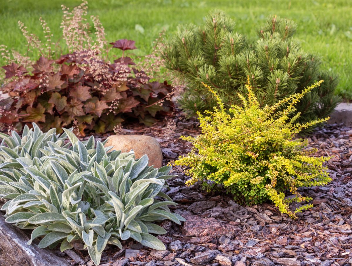 A few perennial shrubs grow in a garden.