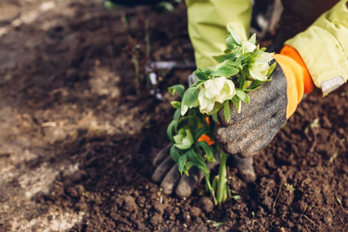 A gardener planting a blooming perennial in soil.
