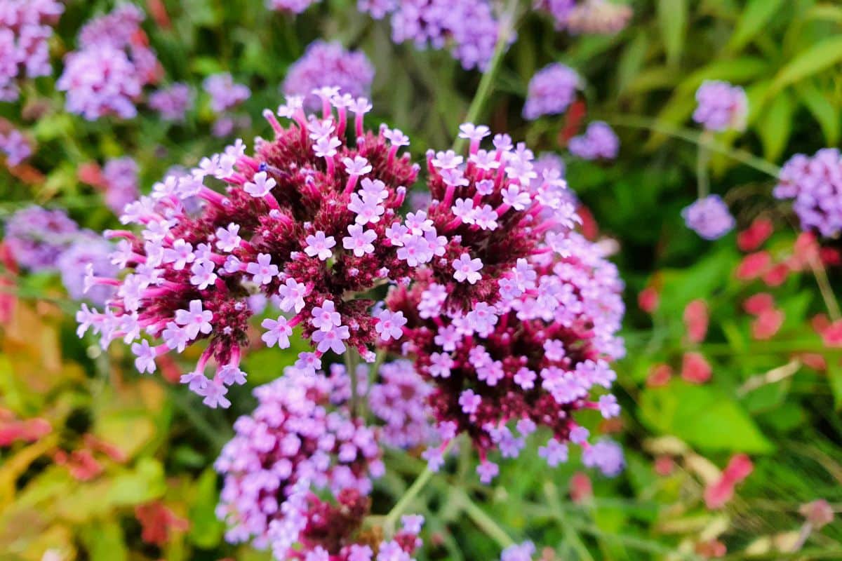 A beautiful blooming pink vebrena.