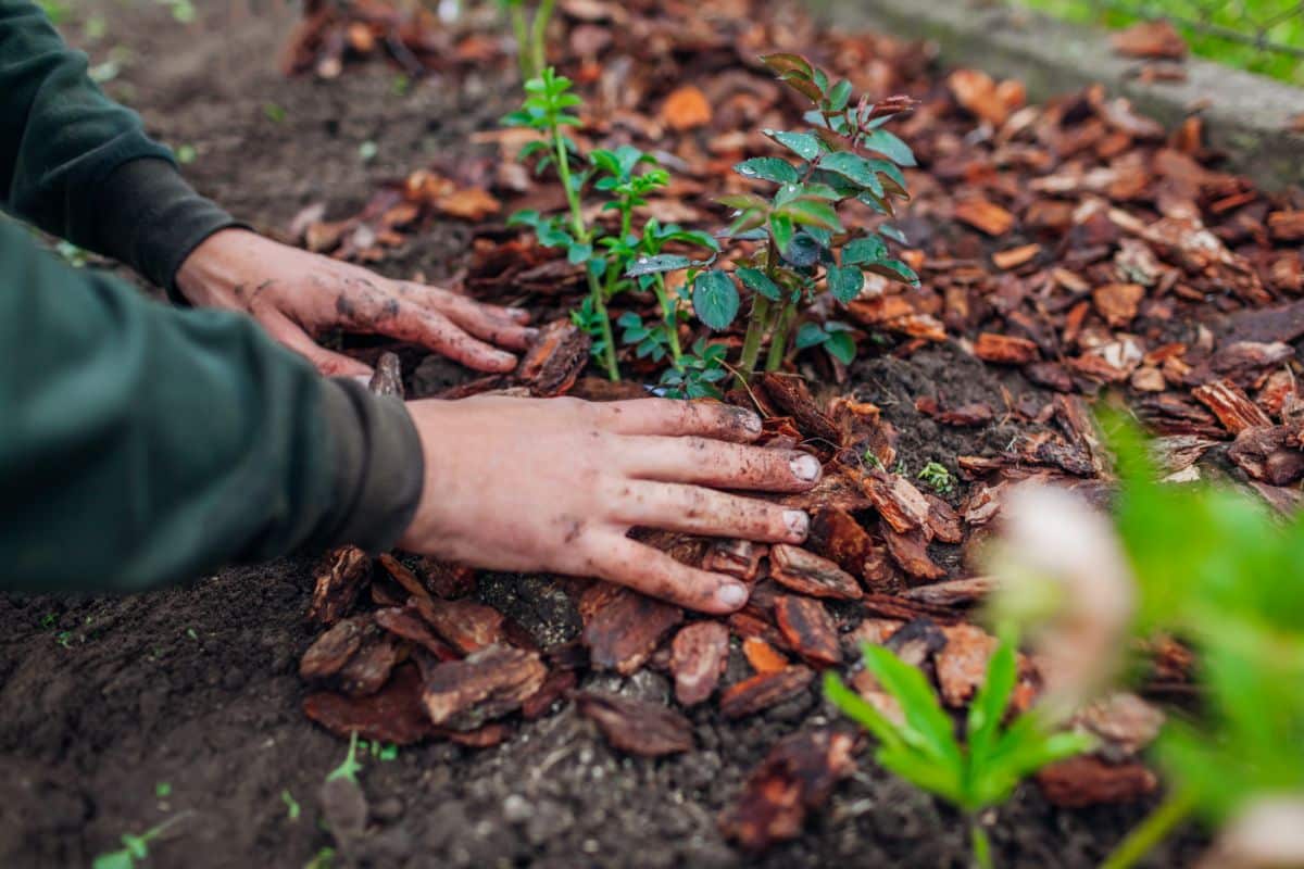 A gardener applying mulch around a plant.