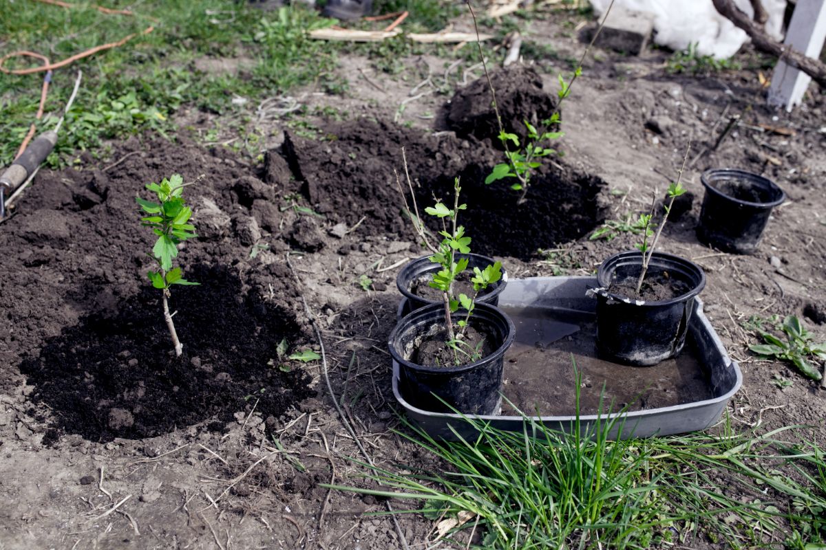 Hibiscus plants are planted in soil and in pots.