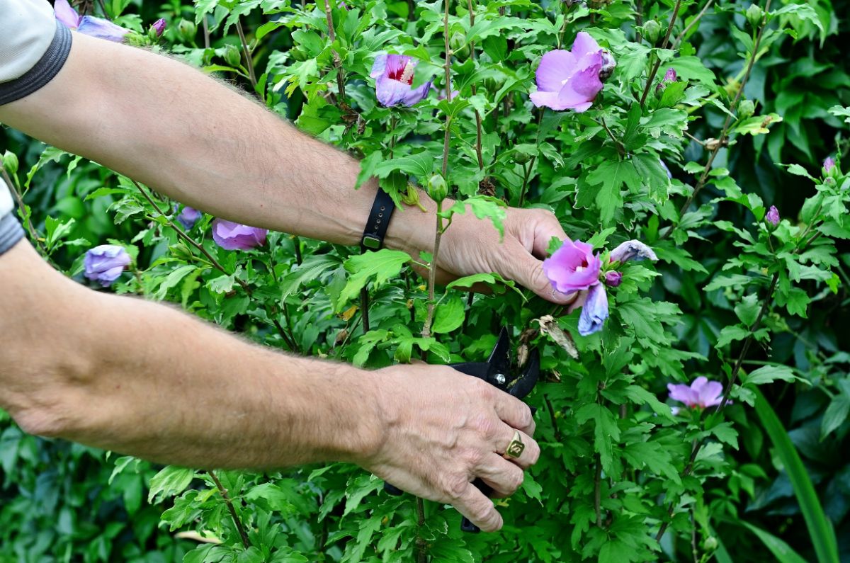 Gardener's hands with sheers cutting hibiscus flowers.