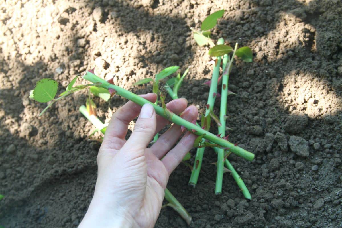 A hand is holding a rose cutting.