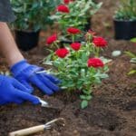 A gardener with blue gloves planting a red rose.