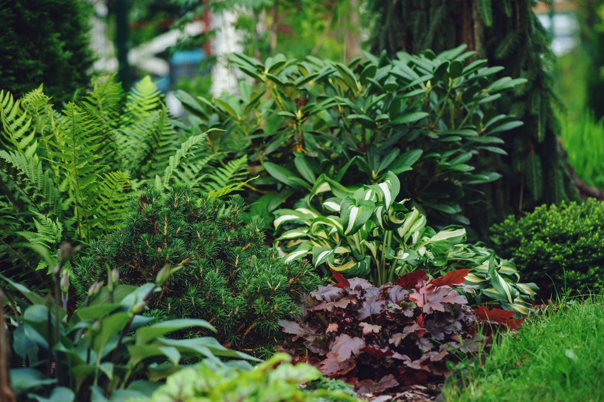 A bunch of different shade-loving perennials in a garden.
