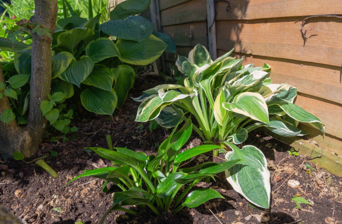 Beautiful hostas growing in a backyard near a shed.