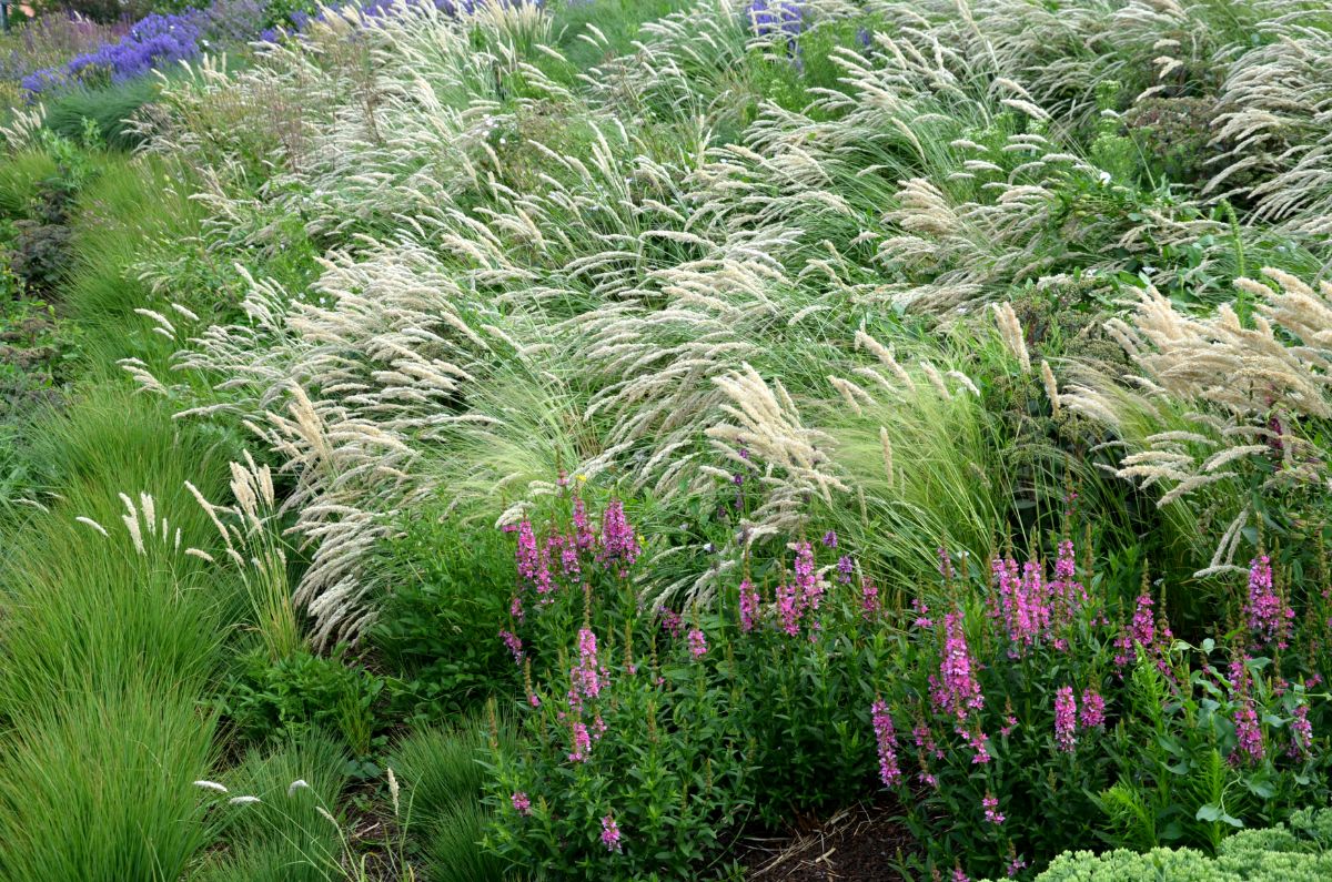 Tall blooming perennials growing in a backyard garden.