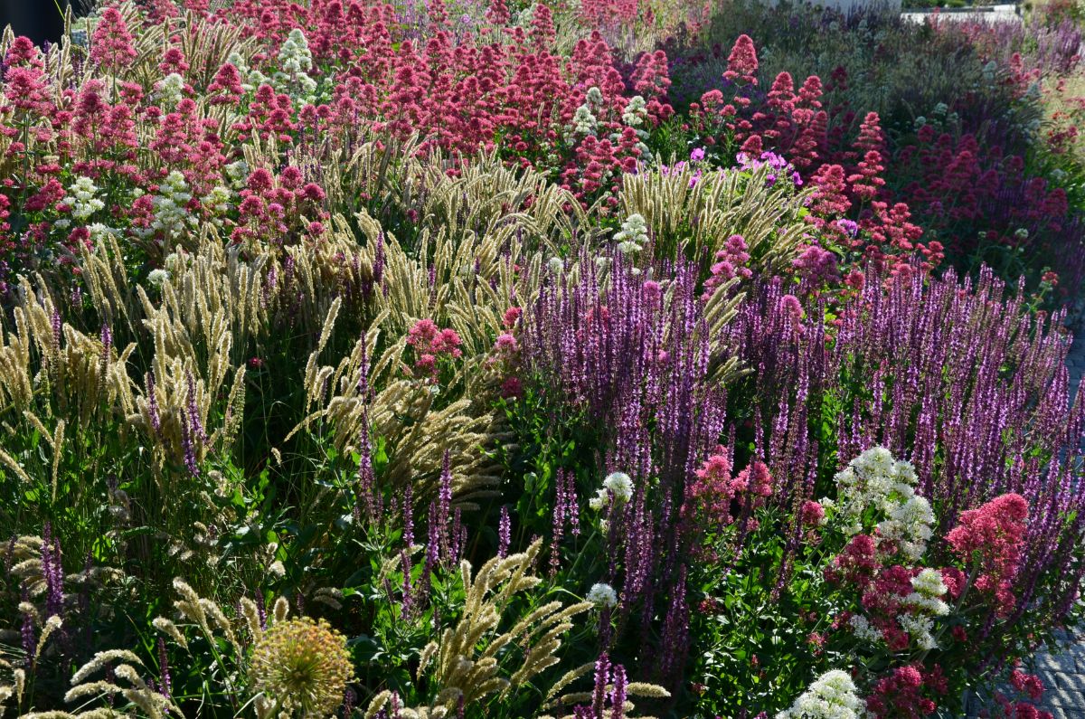 A bunch of different varieties of tall blooming perennials.