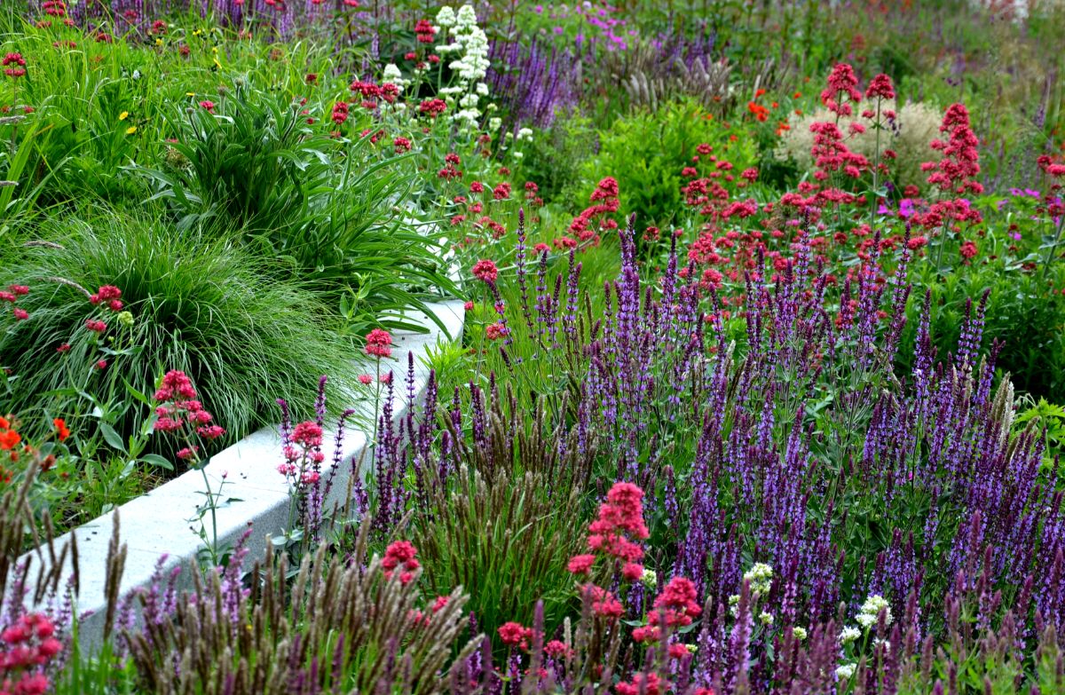 Tall blooming perennials in a garden.