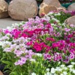 Beautiful blooming flowers of dianthus in a garden,