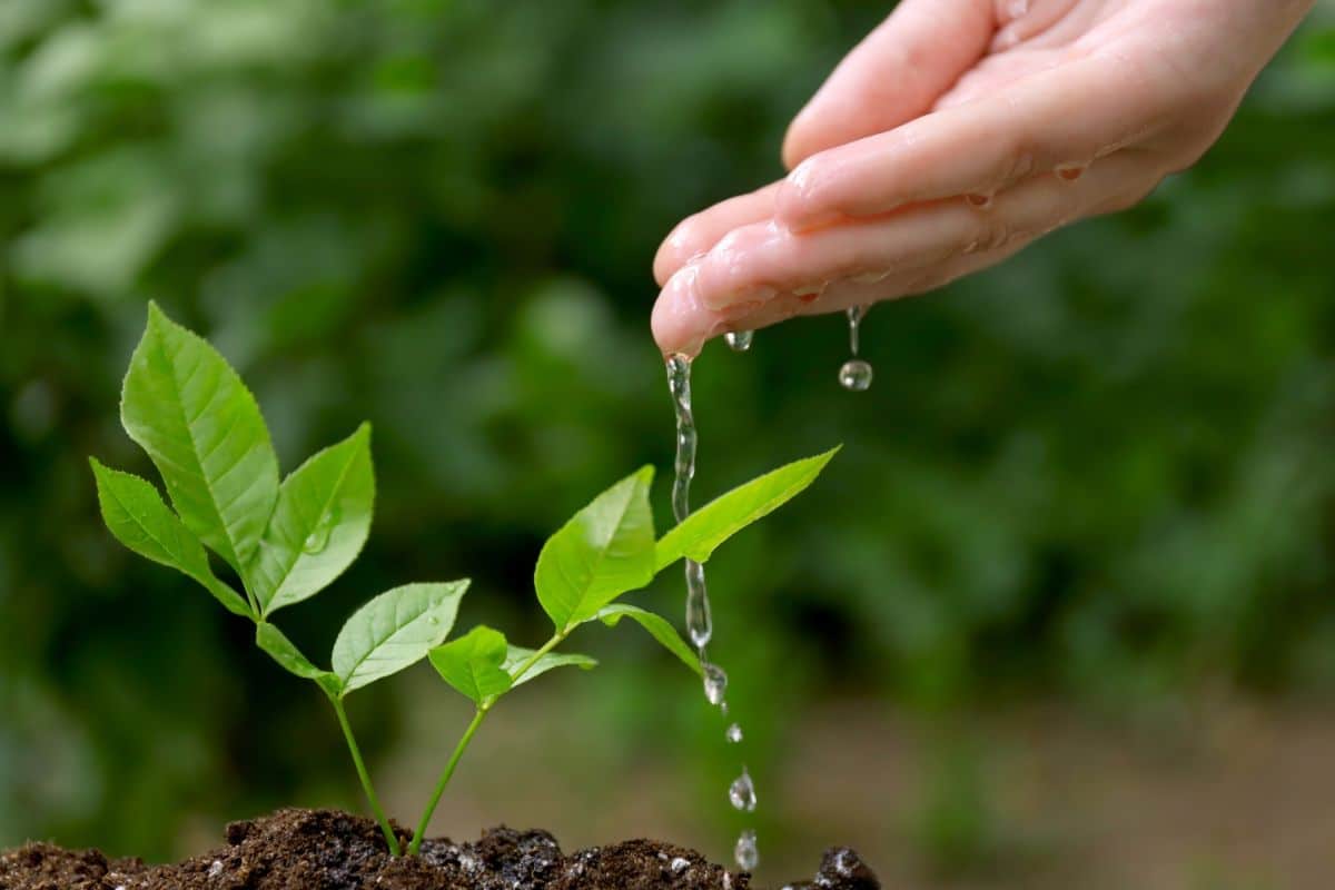 Hand pouring water on a young plant in soil.