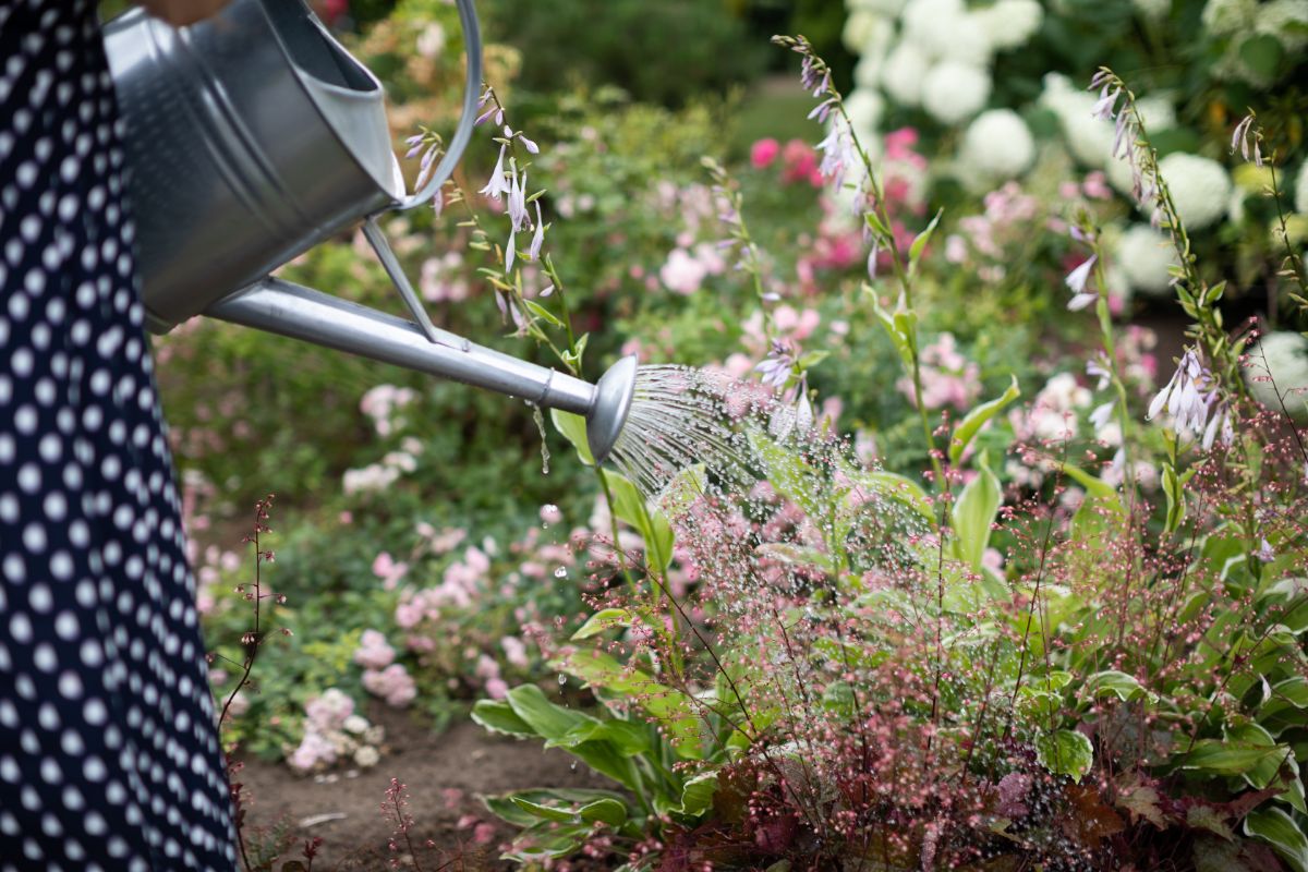 Watering plants with a watering can in a garden.