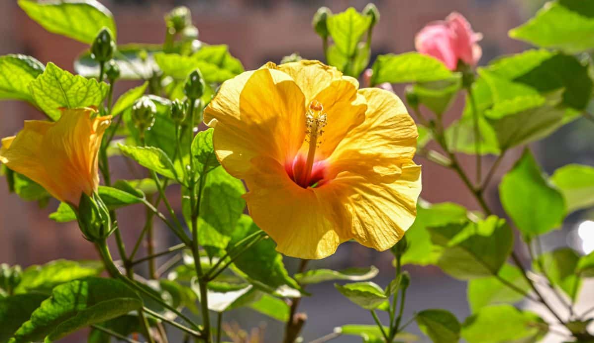 Yellow blooming hibiscus flowers on a sunny day.