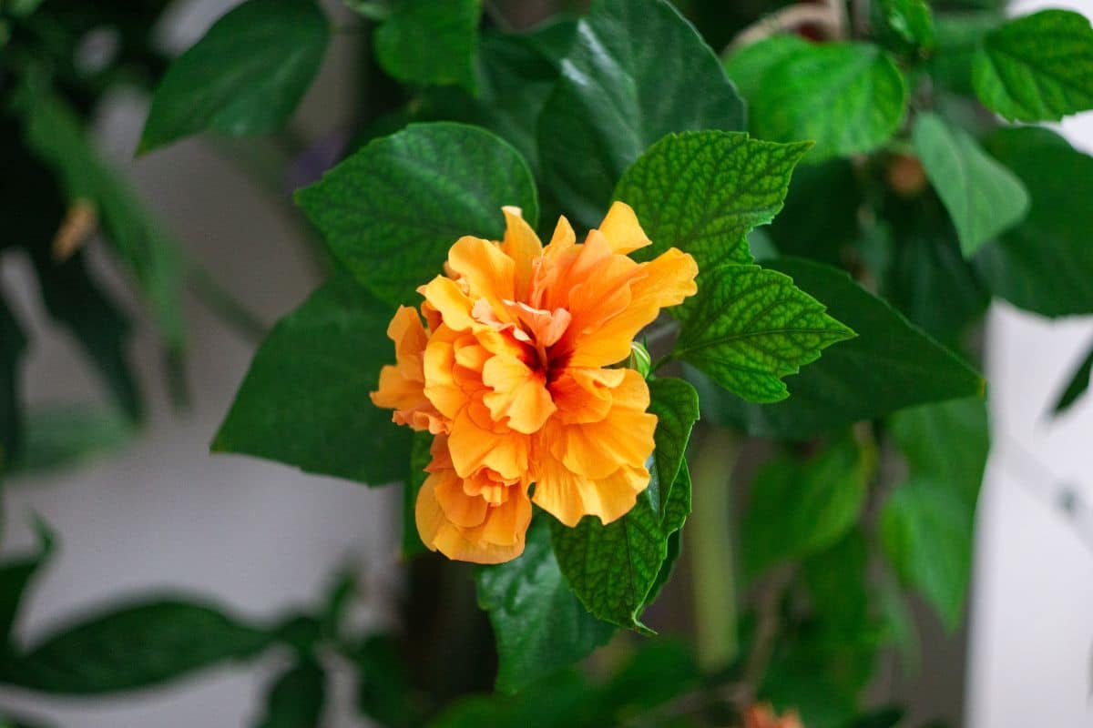 Beautiful orange blooming Japanese Rose