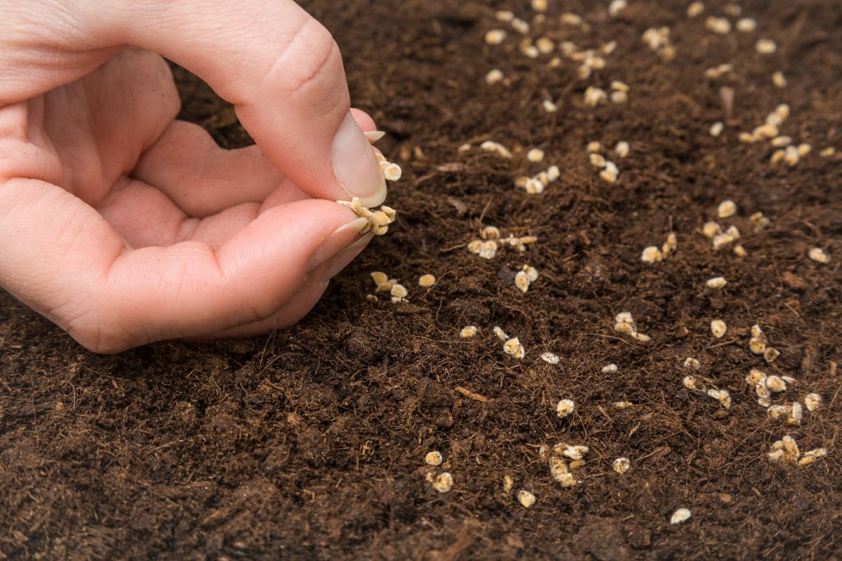 Hand sowing tomato seeds.