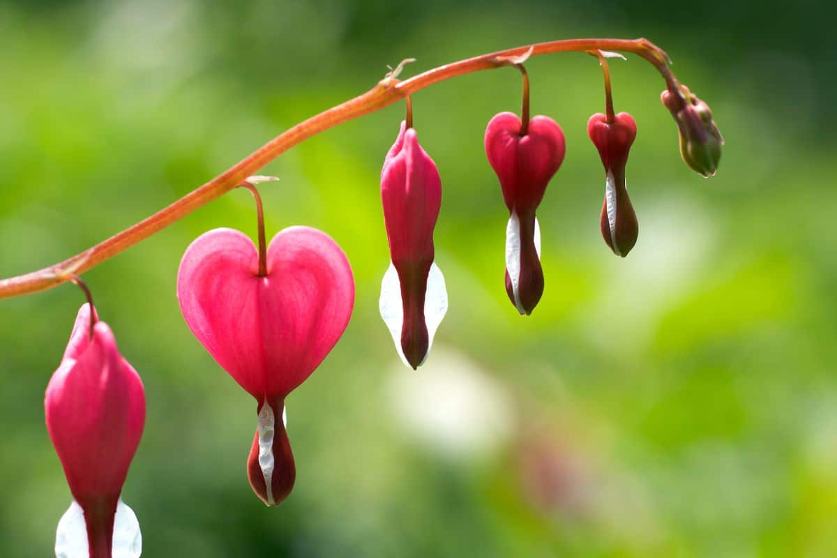 Beautiful red blooming Bleeding Heart