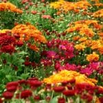 Vibrant blooming mums of different colors.
