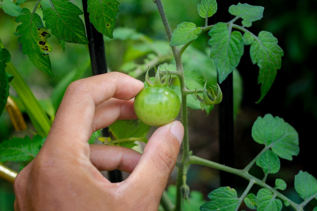 A gardener's hand holding a green tomato.