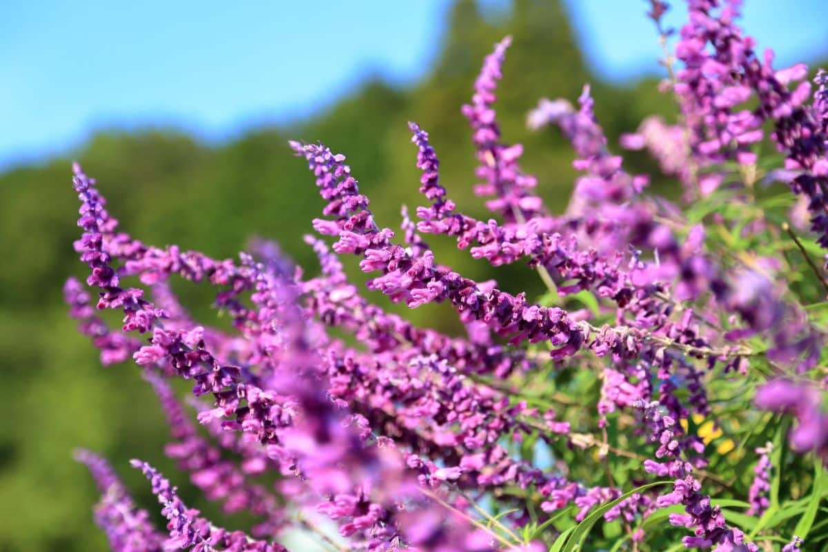 Beautiful pink blooming Bush sage on a sunny day.