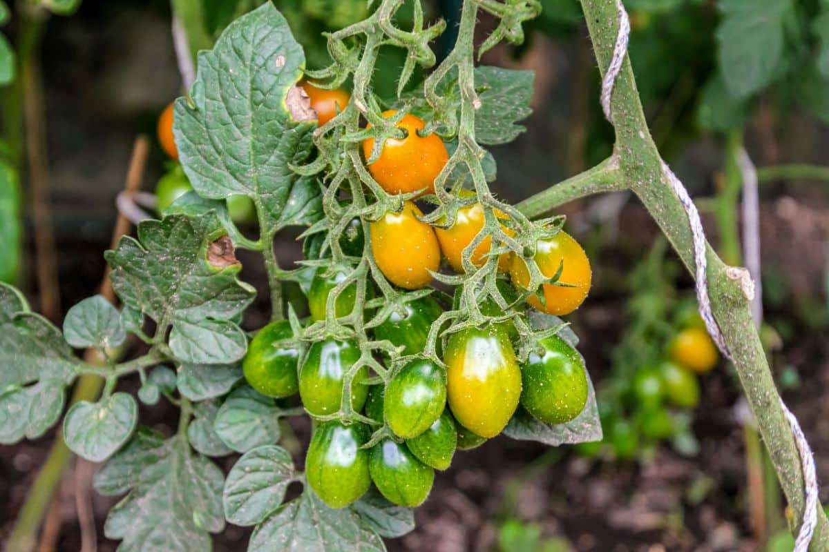 A bunch of unripe and ripening tomatoes on a plant.