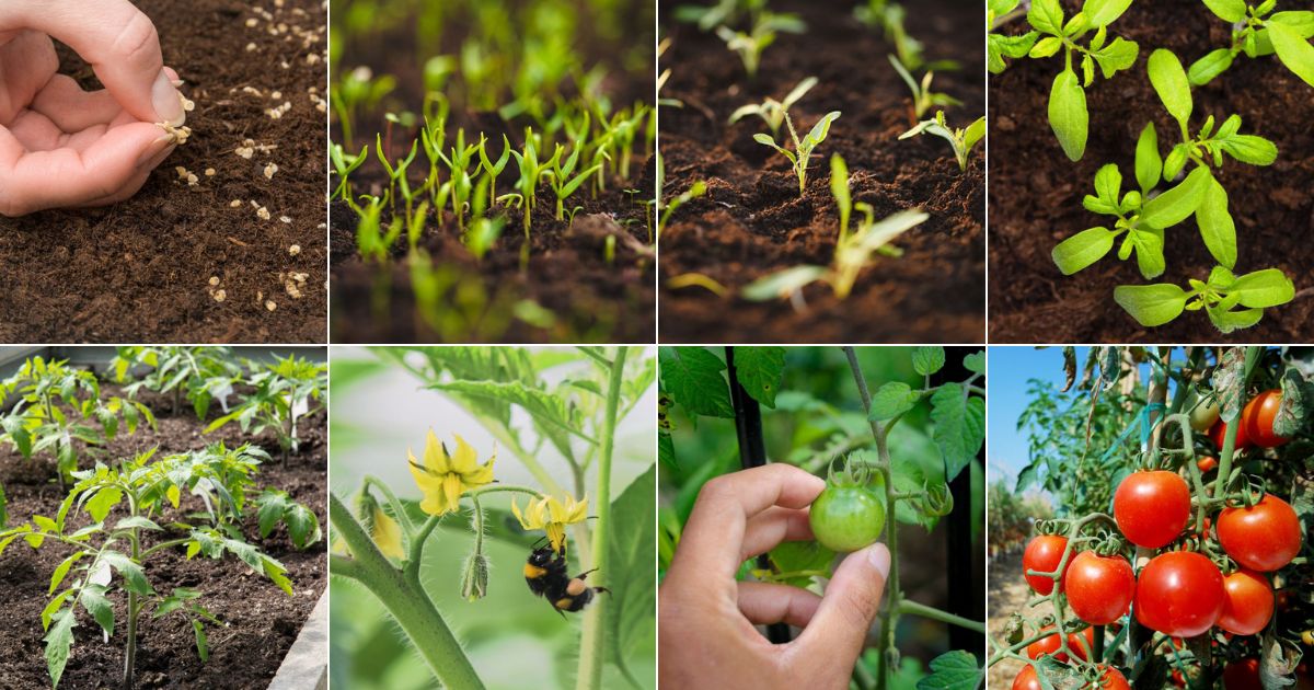 8 images of tomato plant growth stages.
