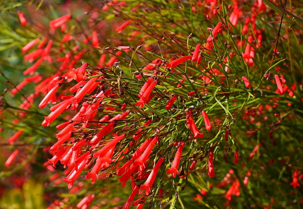 Red vibrant blooming Pineleaf penstemons on a sunny day.